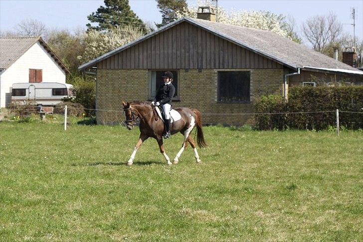 Hollandsk Sportspony Ainoa Van Uniken - Dressur stævne:) billede 15