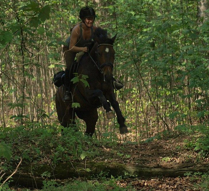 Dansk Varmblod Nørremøllehøj´s Luna (Solgt til norge) - 25 april 2011 billede 19