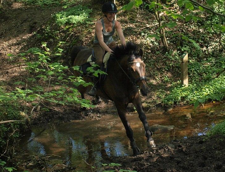 Dansk Varmblod Nørremøllehøj´s Luna (Solgt til norge) billede 20