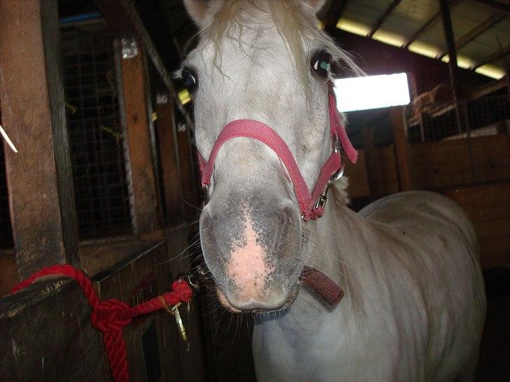 Welsh Pony (sec B) Lyngevejens Eksalon Havl A-Pony! - Eksa! Ikke spise kameraret! xD billede 8