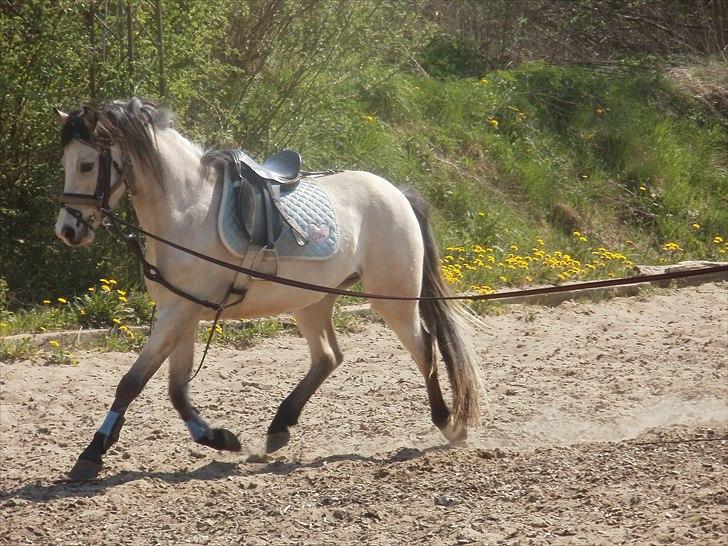 Welsh Partbred (Sec F) TF Soft Eyez billede 19