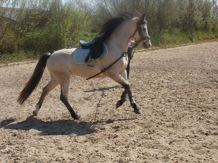 Welsh Partbred (Sec F) TF Soft Eyez - he he lige et lidt sjovt billed. billede 20