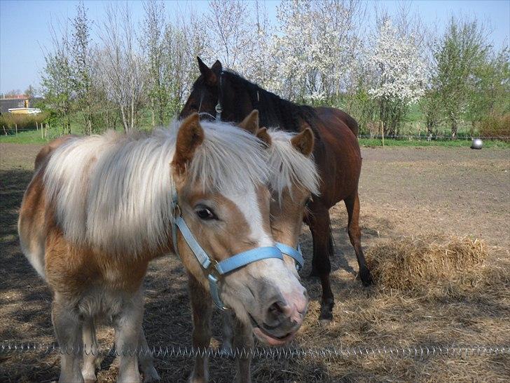 Haflinger Monroe  billede 12