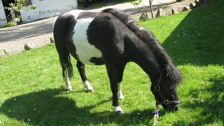 Shetlænder Mamma Mia (lille brors hest) billede 9
