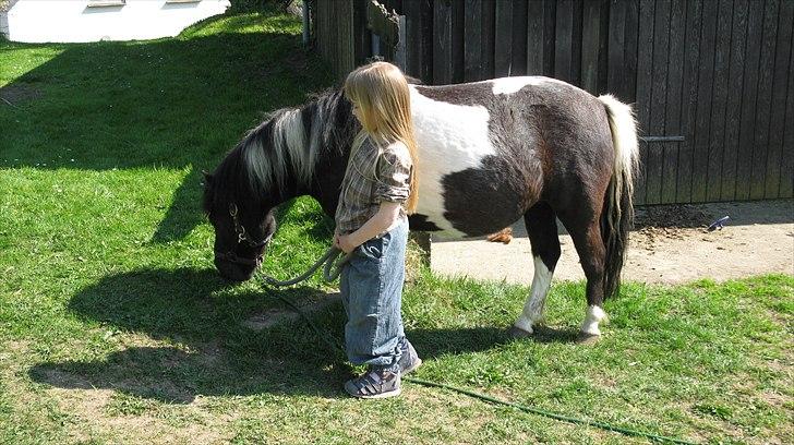 Shetlænder Mamma Mia (lille brors hest) billede 10