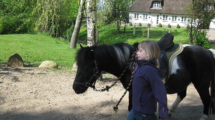 Shetlænder Mamma Mia (lille brors hest) billede 11