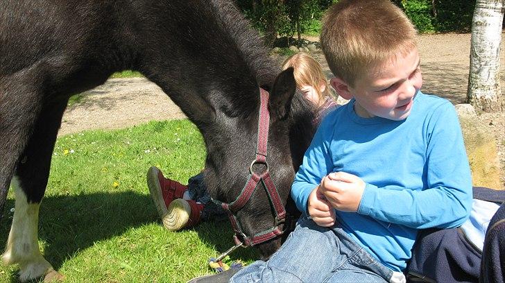 Shetlænder Mamma Mia (lille brors hest) billede 12