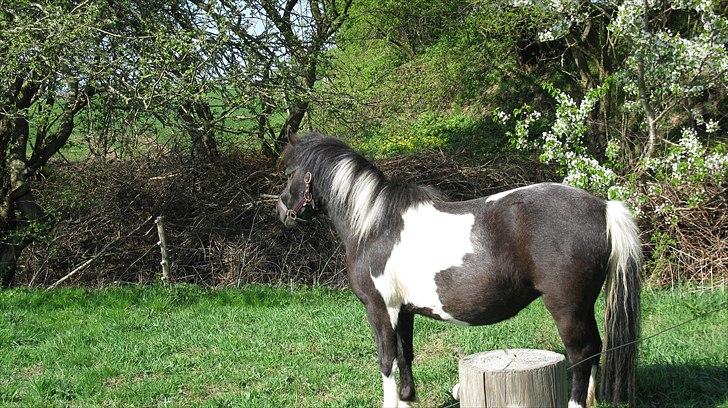 Shetlænder Mamma Mia (lille brors hest) billede 2