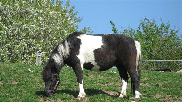 Shetlænder Mamma Mia (lille brors hest) billede 1
