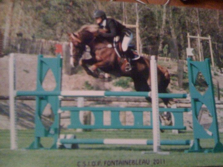 Anden særlig race Hard Times - I Fontainebleau Frankrig, 2011 billede 1