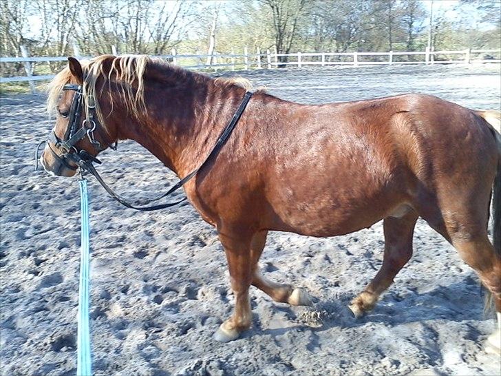 Welsh Mountain (sec A) Harvest One More Fun - ja høj kan man ihvertfald ikke kalde ham, min tykke lille dreng :) billede 5