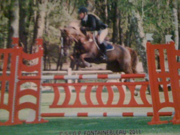 Anden særlig race Hard Times - I Fontainebleau Frankrig, 2011 billede 2