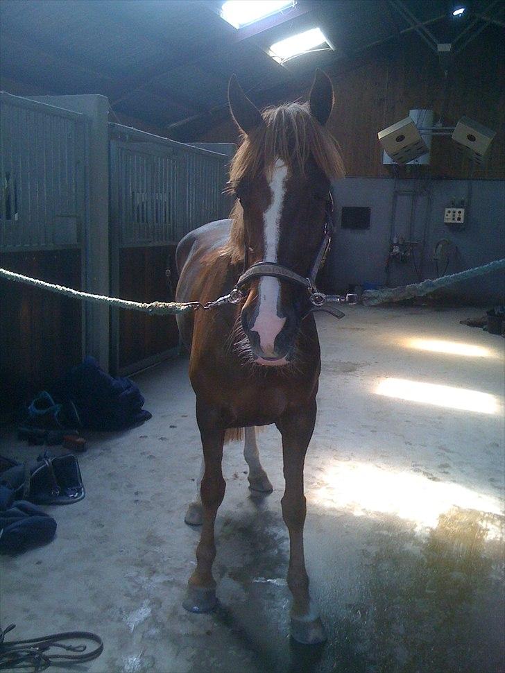 Anden særlig race Hard Times billede 3