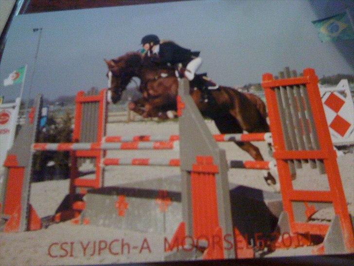 Anden særlig race Hard Times - I Moorsele 2011 billede 4