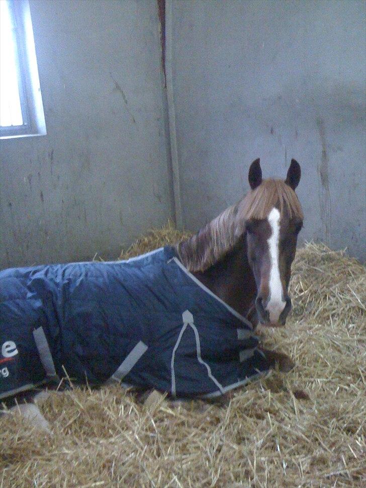 Anden særlig race Hard Times billede 5