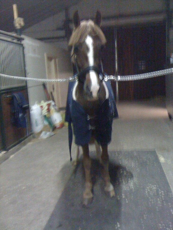 Anden særlig race Hard Times billede 6