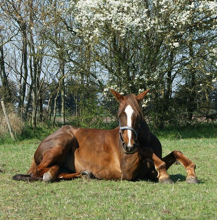 Standardbred Ona Cezz billede 11