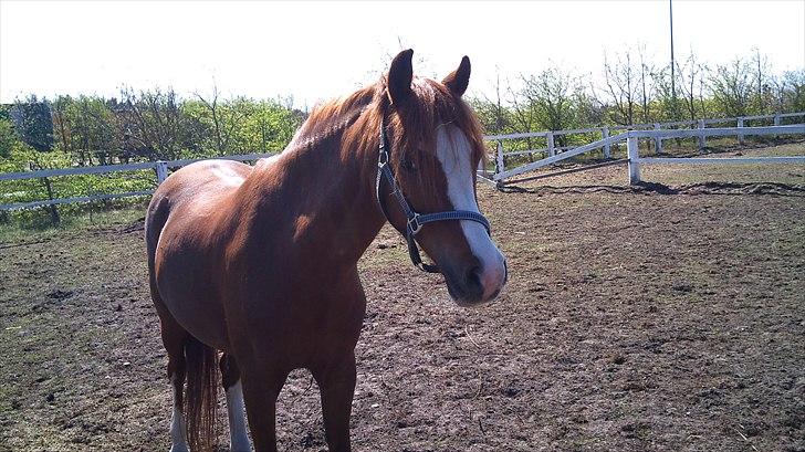 Anden særlig race Barbie (Stella) - Stella på fold billede 3