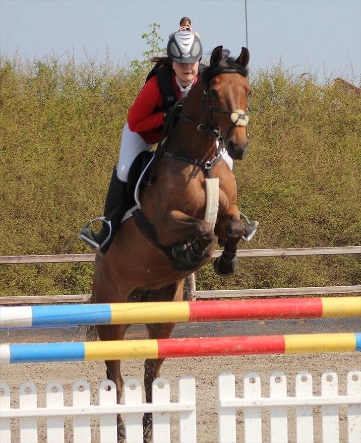Belgisk Sportspony Magic Ball A-Pony billede 14