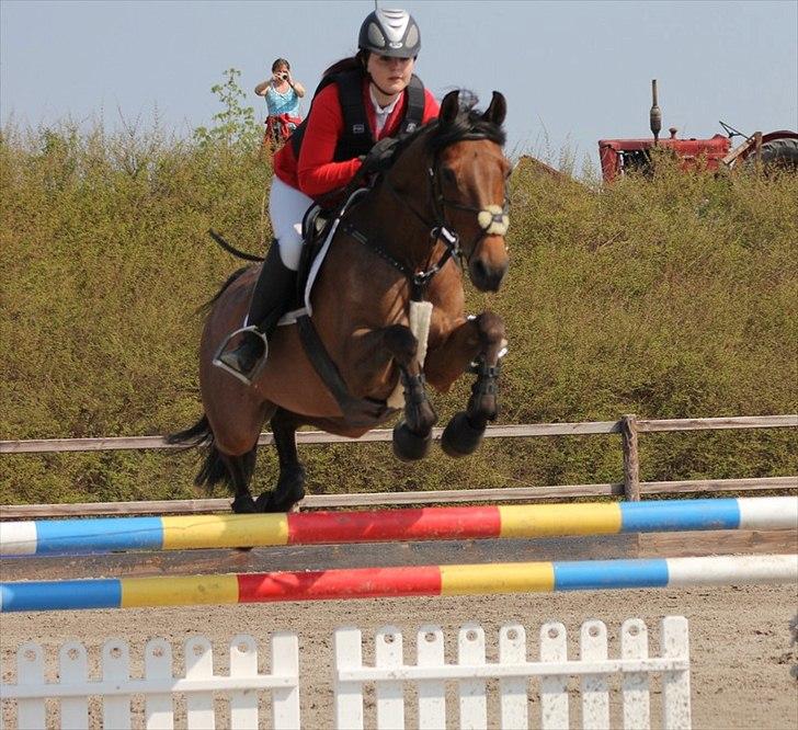 Belgisk Sportspony Magic Ball A-Pony billede 15
