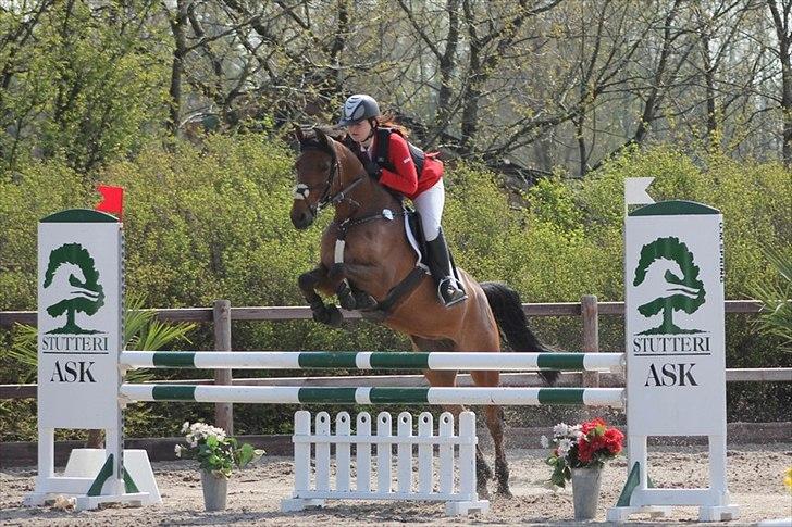 Belgisk Sportspony Magic Ball A-Pony billede 16