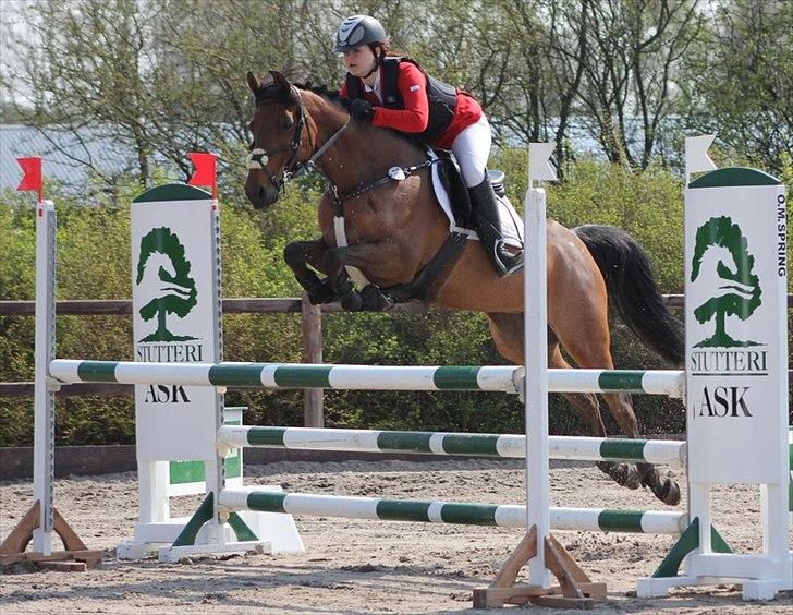 Belgisk Sportspony Magic Ball A-Pony billede 17