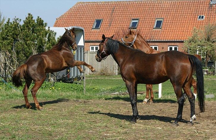 Standardbred Ona Cezz billede 13