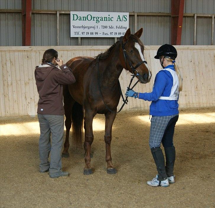 Standardbred Ona Cezz billede 14