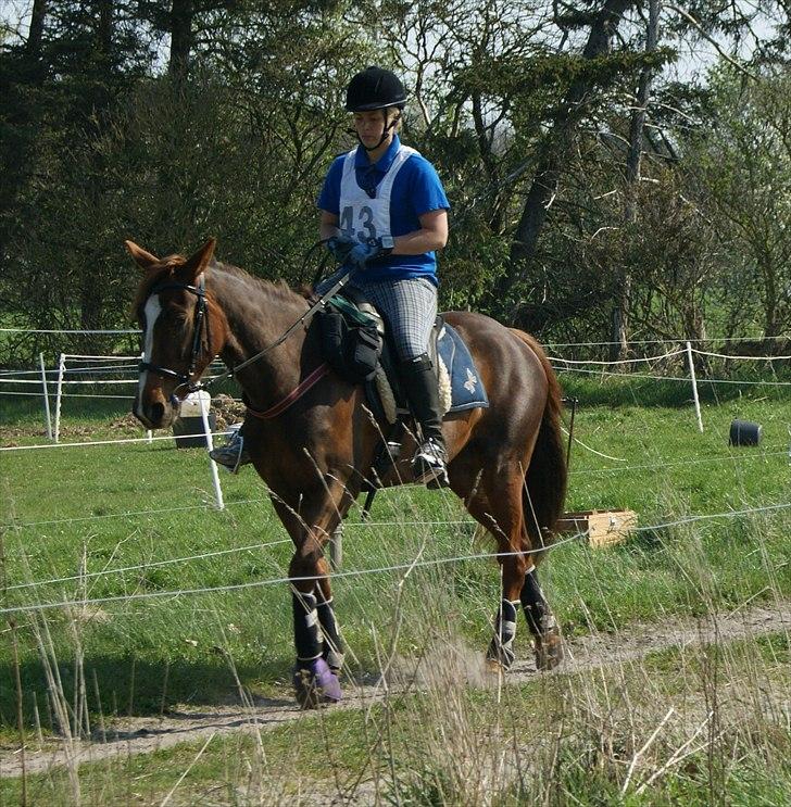 Standardbred Ona Cezz billede 15