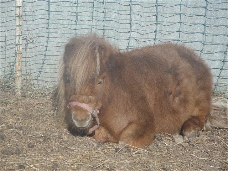 Miniature Mimmie (låne pony) - Velkommen til Mimmie´s profil :D billede 1