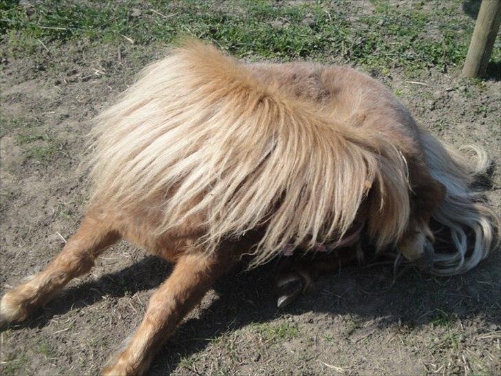 Miniature Mimmie (låne pony) - uha da hvor det klør xD billede 2