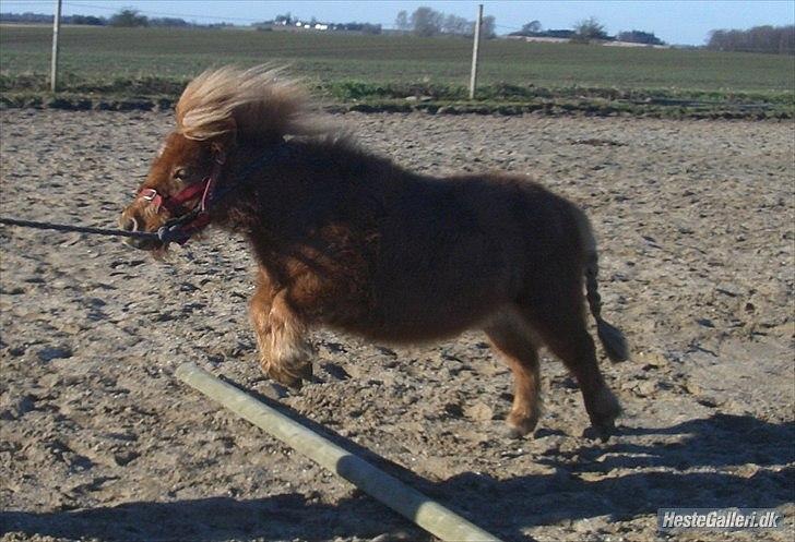 Miniature Mimmie (låne pony) - hopsa...jeg er jo en hest med korte ben, så et lille bom er jo et stort spring for mig :) billede 4