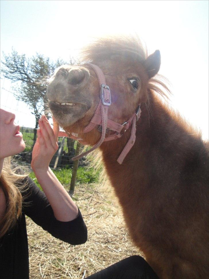 Miniature Mimmie (låne pony) - ORG JA! lige der! billede 6