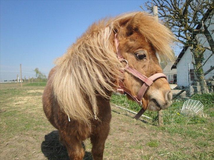 Miniature Mimmie (låne pony) billede 7