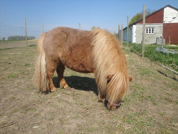 Miniature Mimmie (låne pony) - "gumle gumle gumle" billede 8