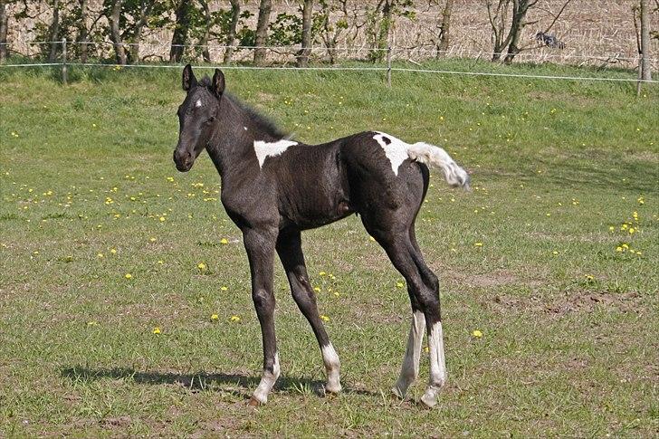 Tennessee Walker Joyful Mr. Forest Walker - Bushy på folden d. 7/5 2011. billede 5