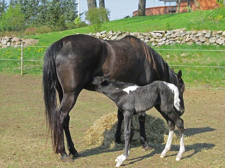 Tennessee Walker Joyful Mr. Forest Walker - Bushy 25/4 2011. billede 7