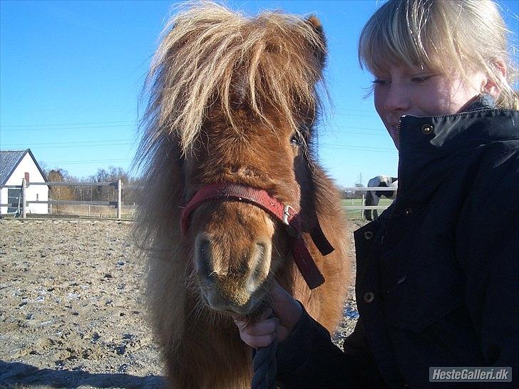 Miniature Mimmie (låne pony) billede 11