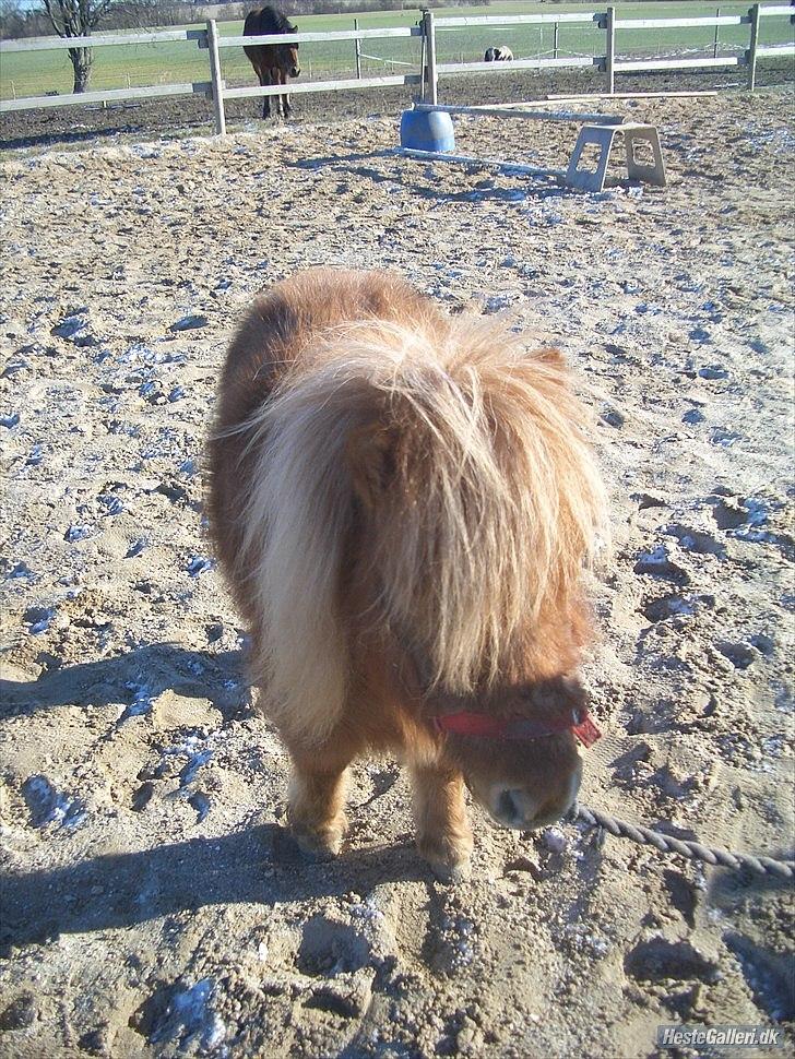 Miniature Mimmie (låne pony) - hejsa :) billede 12