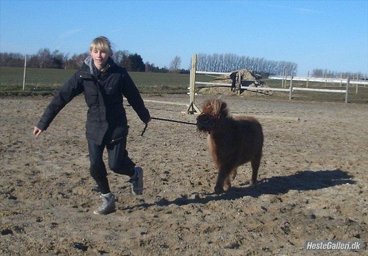 Miniature Mimmie (låne pony) - ARG! skal jeg nu også gå med??! :) billede 13