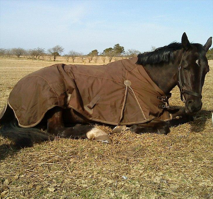 Dansk Varmblod Uniq-Vitz - Det er hårdt at være baby :) billede 11