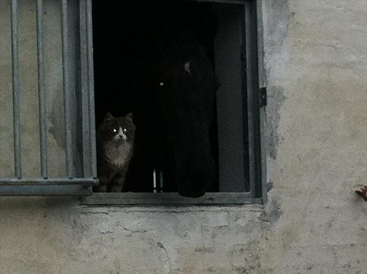 Dansk Varmblod Uniq-Vitz - Uniq og hendes ven misser :) billede 12