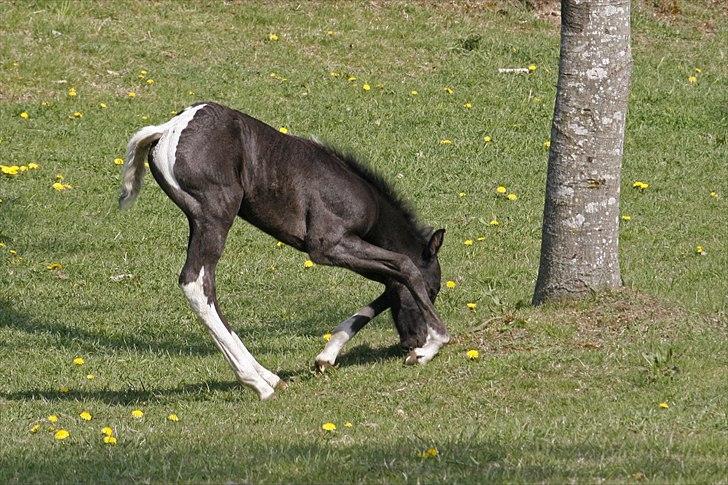Tennessee Walker Joyful Mr. Forest Walker - Bushy prøver at nå græsset, det er sgi ikke nemt med de lange stænger! 7/5 2011. billede 8