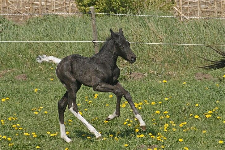 Tennessee Walker Joyful Mr. Forest Walker - Ræser-Bushy 7/5 2011. billede 9