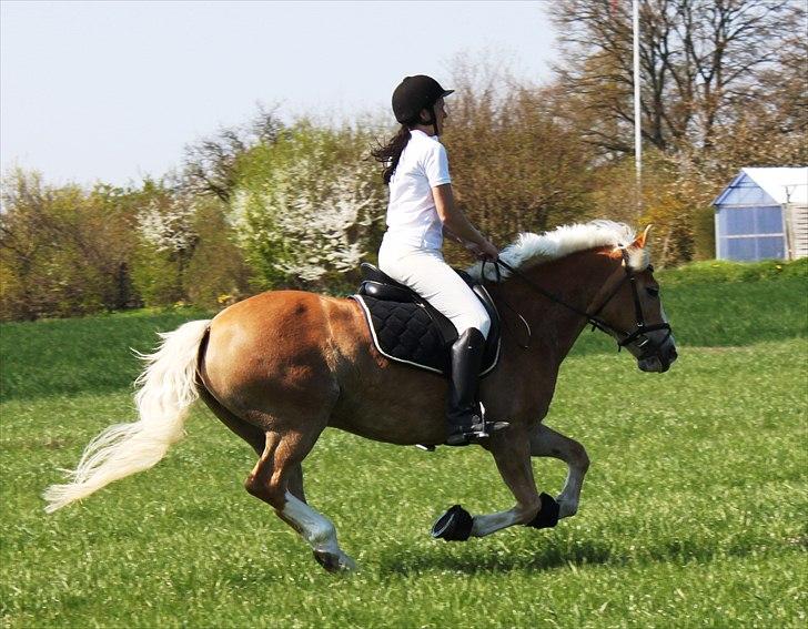 Anden særlig race Amanda solgt billede 16