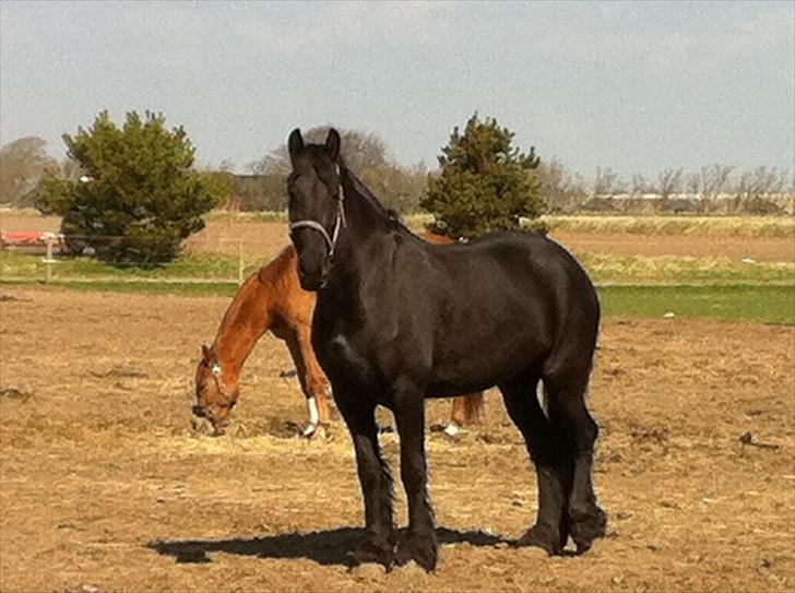 Frieser WHISPER GIRL <3 * solgt og savnet * billede 2