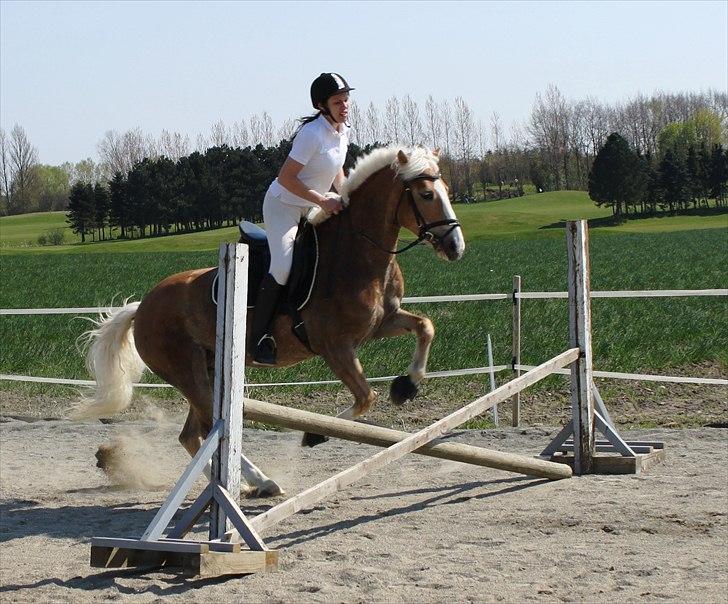 Anden særlig race Amanda solgt billede 17