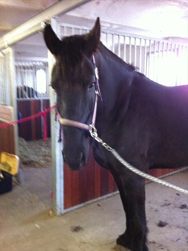 Frieser WHISPER GIRL <3 * solgt og savnet * billede 4