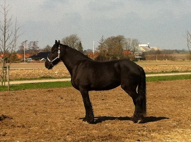 Frieser WHISPER GIRL <3 * solgt og savnet * billede 5