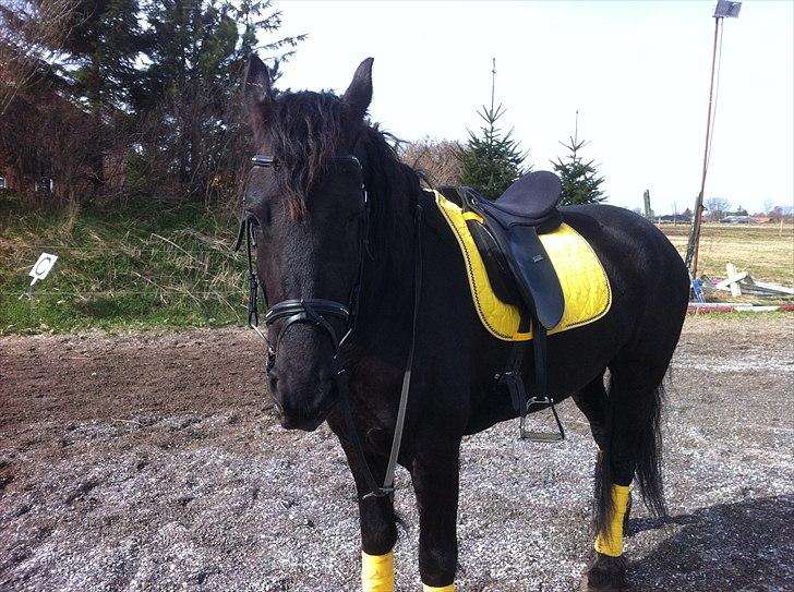 Frieser WHISPER GIRL <3 * solgt og savnet * billede 7